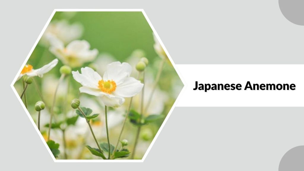 Japanese Anemone 
