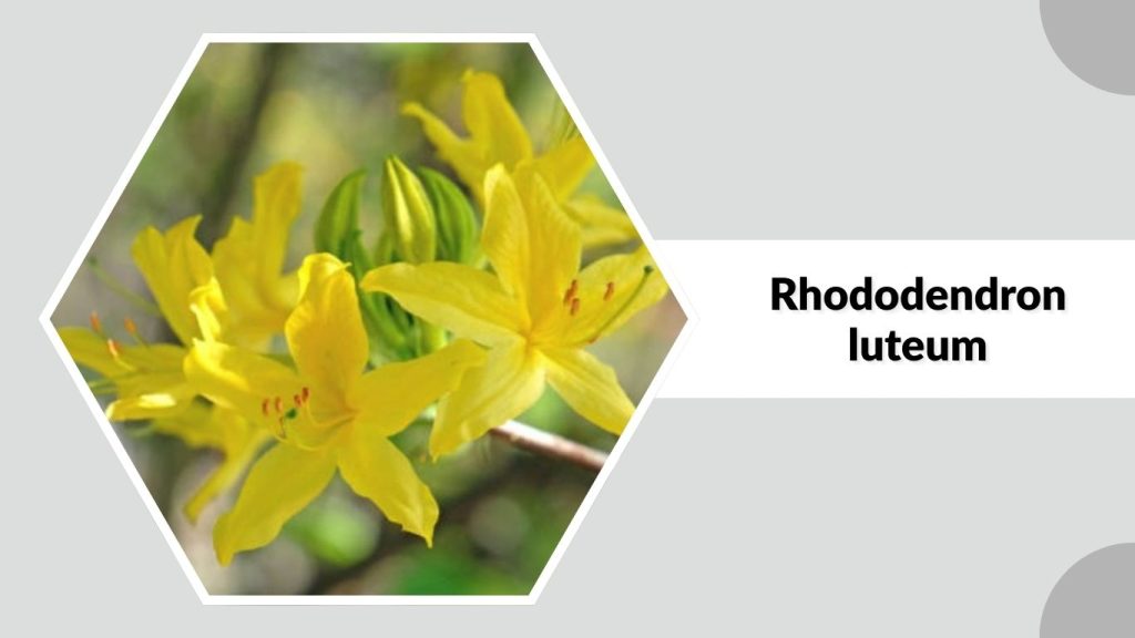 Rhododendron luteum