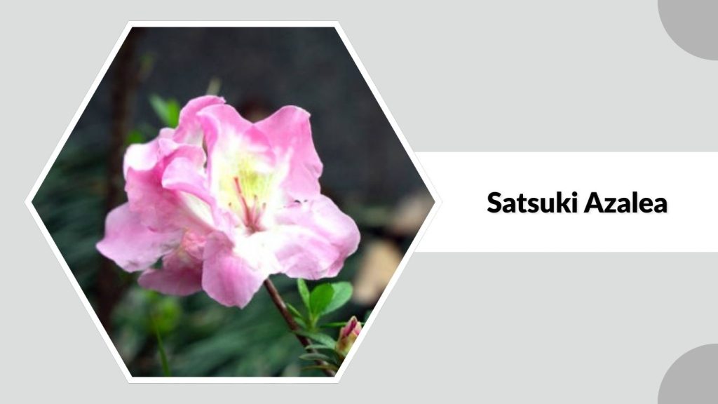 Satsuki Azalea