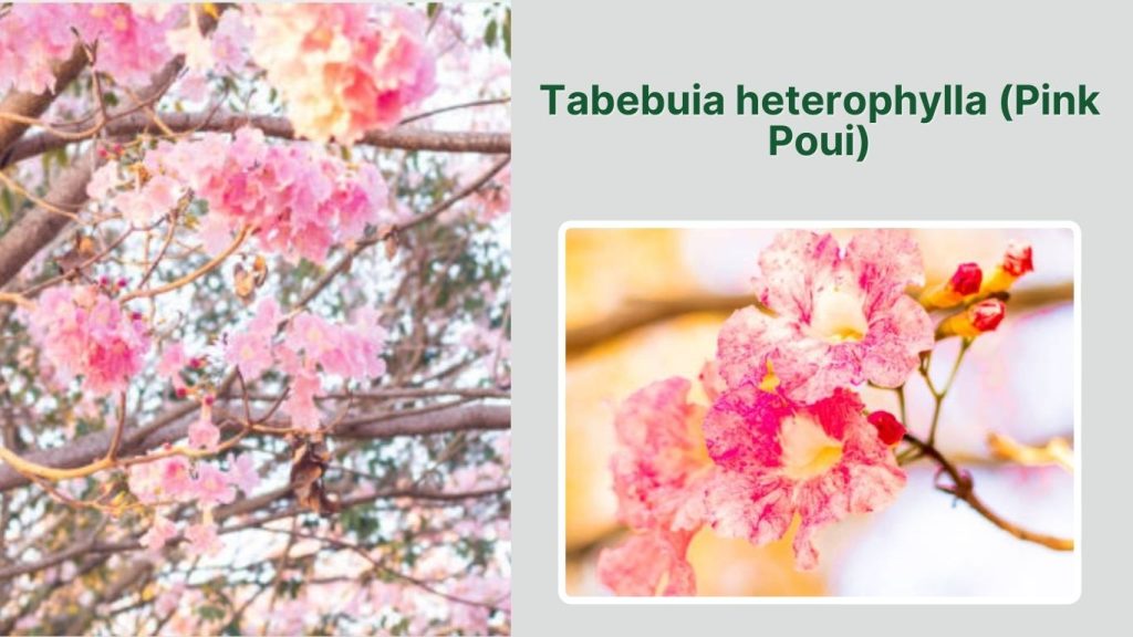  Tabebuia heterophylla (Pink Poui)