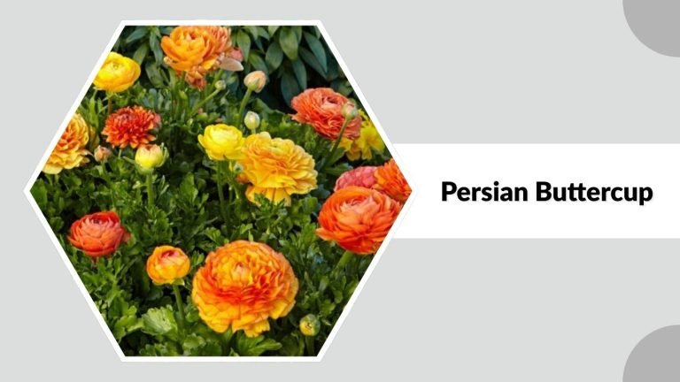 15 Common Types of Buttercup Flowers: Different Species ID with Pictures