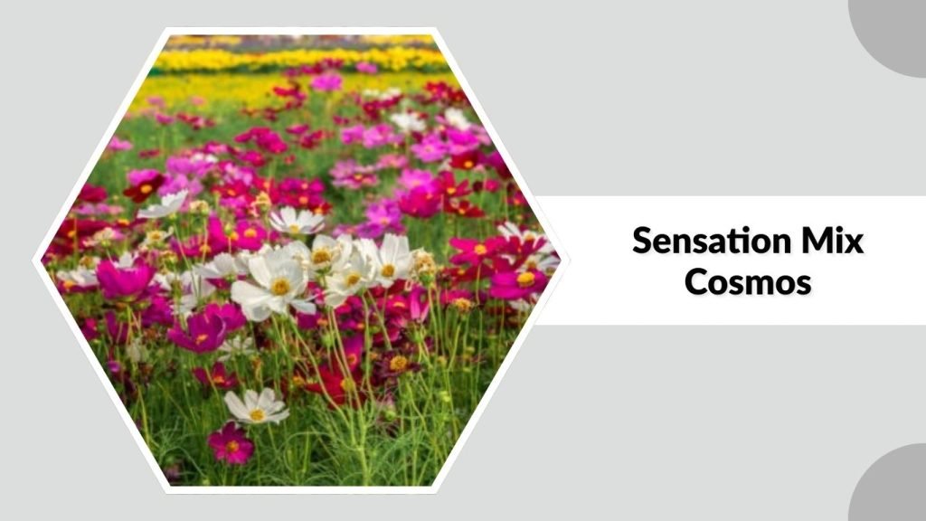 Sensation Mix Cosmos