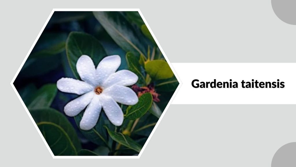 Gardenia taitensis