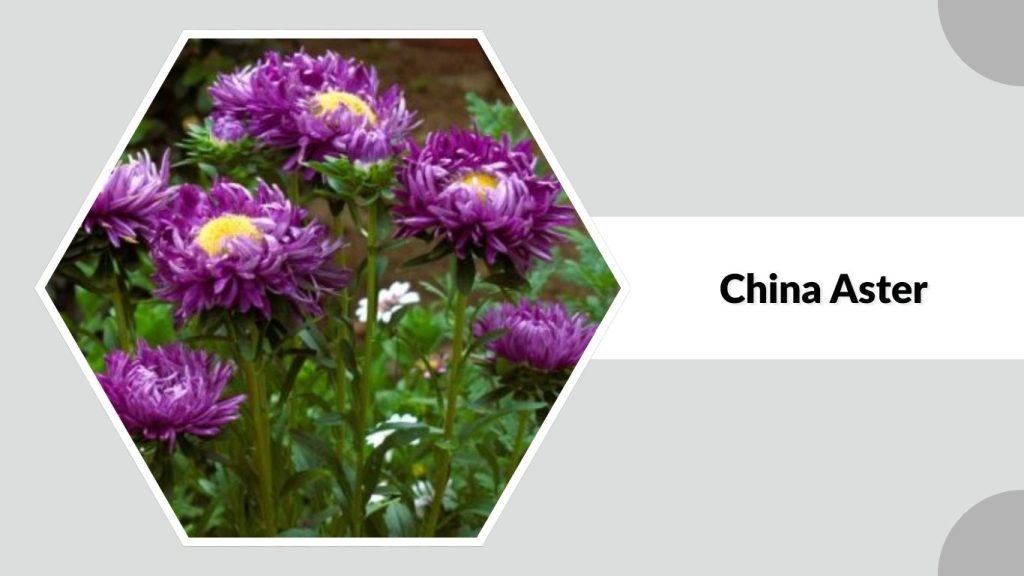 China Aster