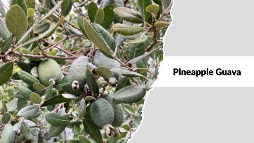 Pineapple Guava