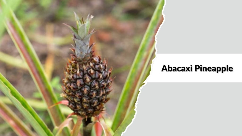 Abacaxi Pineapple