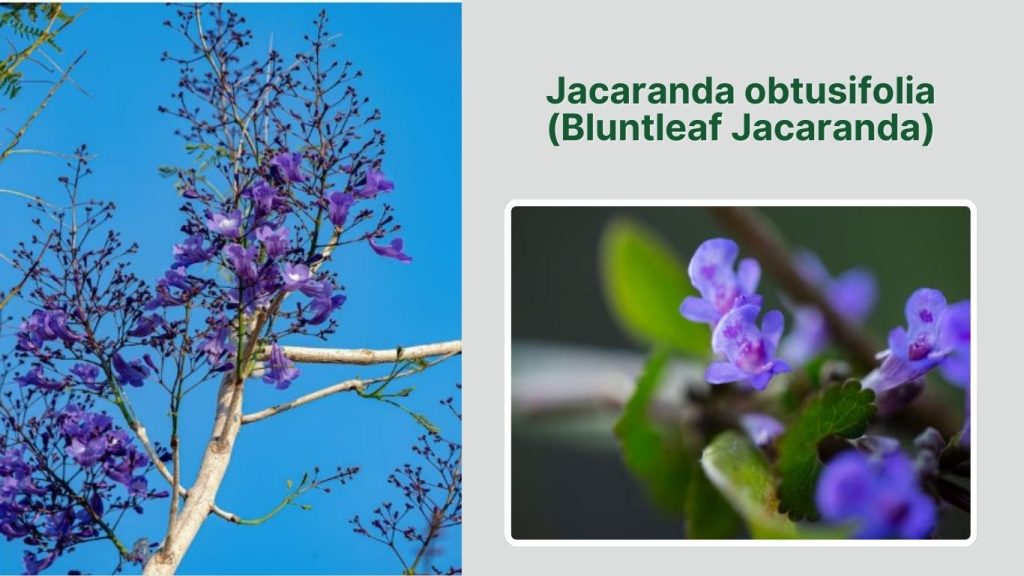 Jacaranda obtusifolia (Bluntleaf Jacaranda)