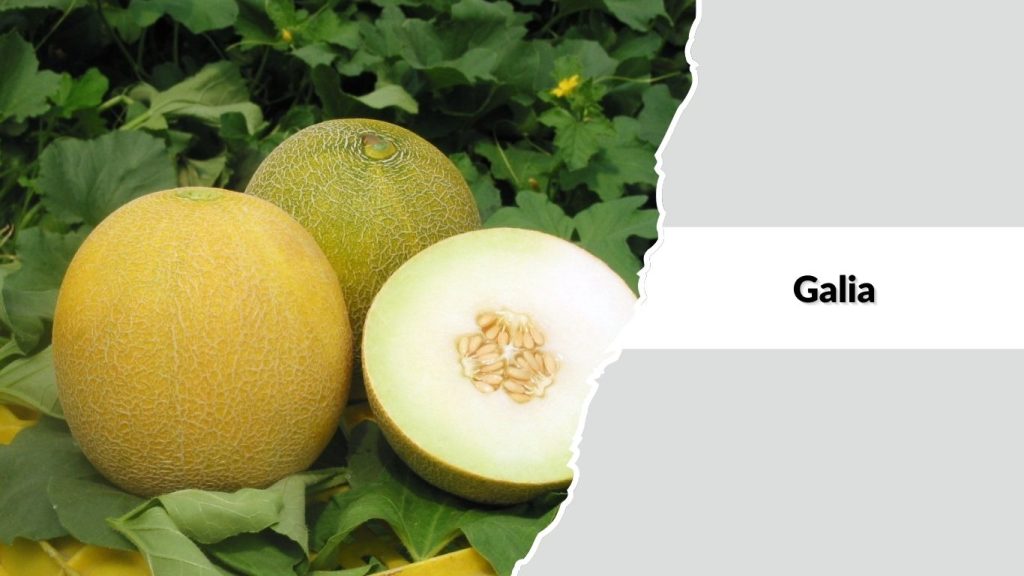 Galia