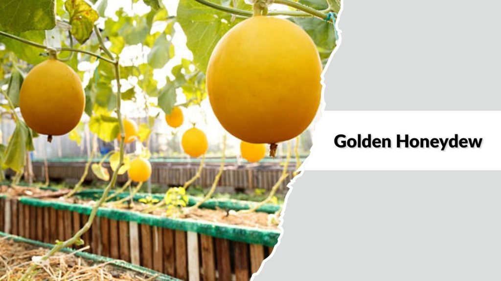 Golden Honeydew