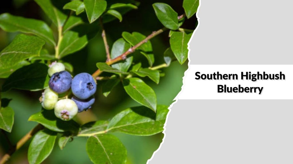 Southern Highbush Blueberry