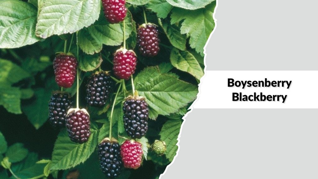 Boysenberry Blackberry