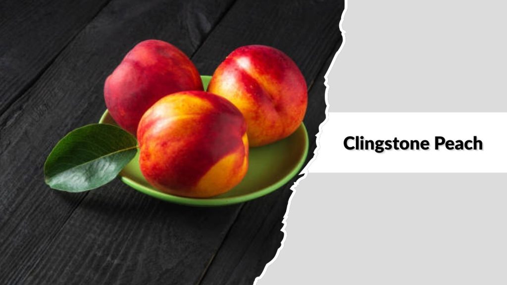 Clingstone Peach