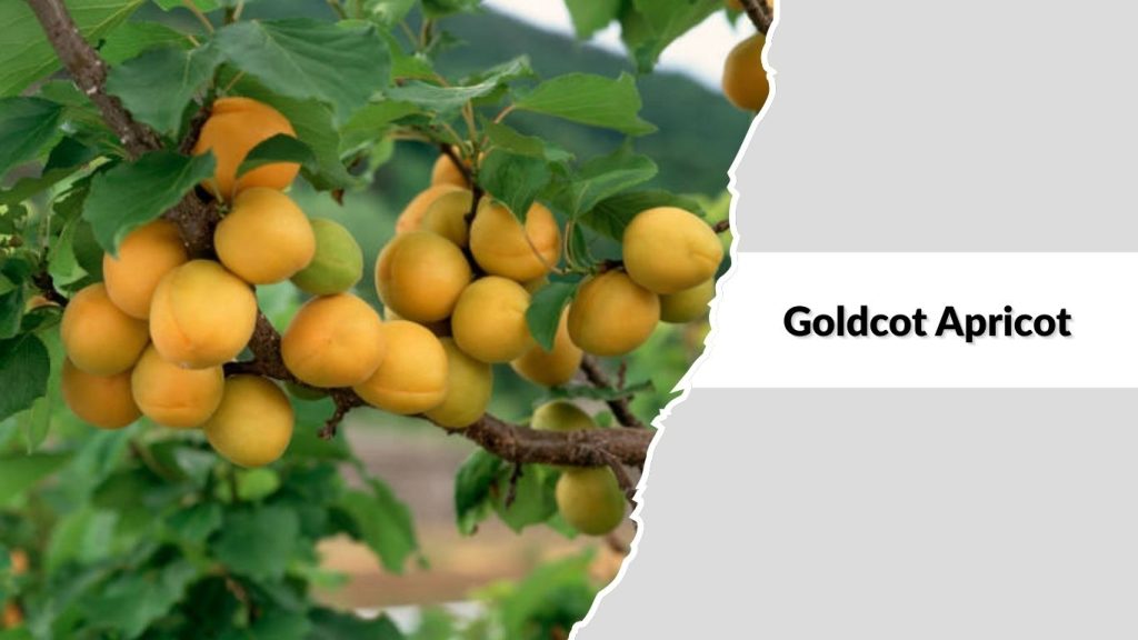 Goldcot Apricot