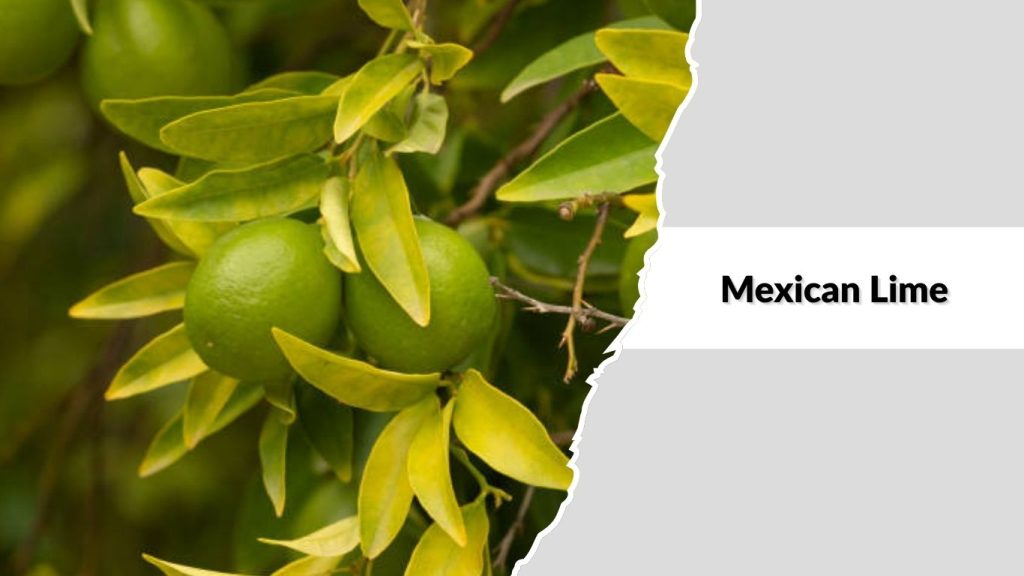 Mexican Lime