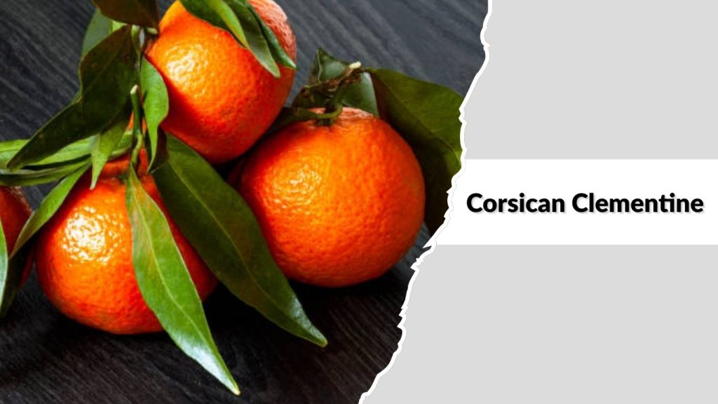Corsican Clementine
