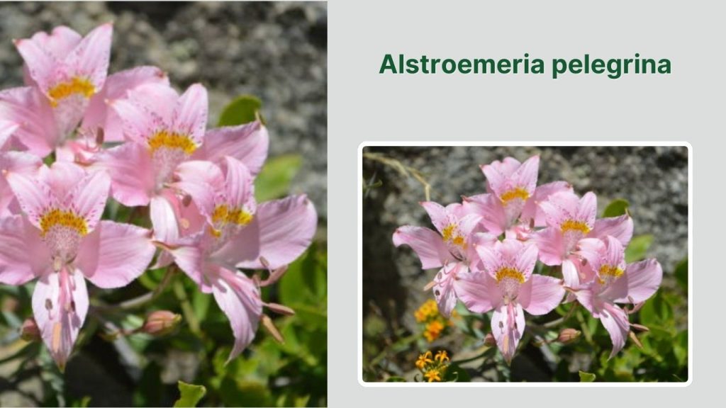 Alstroemeria pelegrina