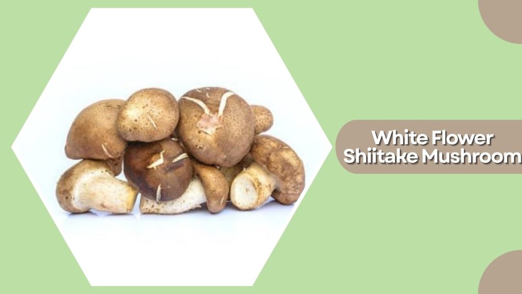White Flower Shiitake Mushroom