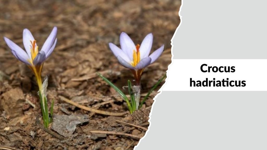 Crocus hadriaticus
