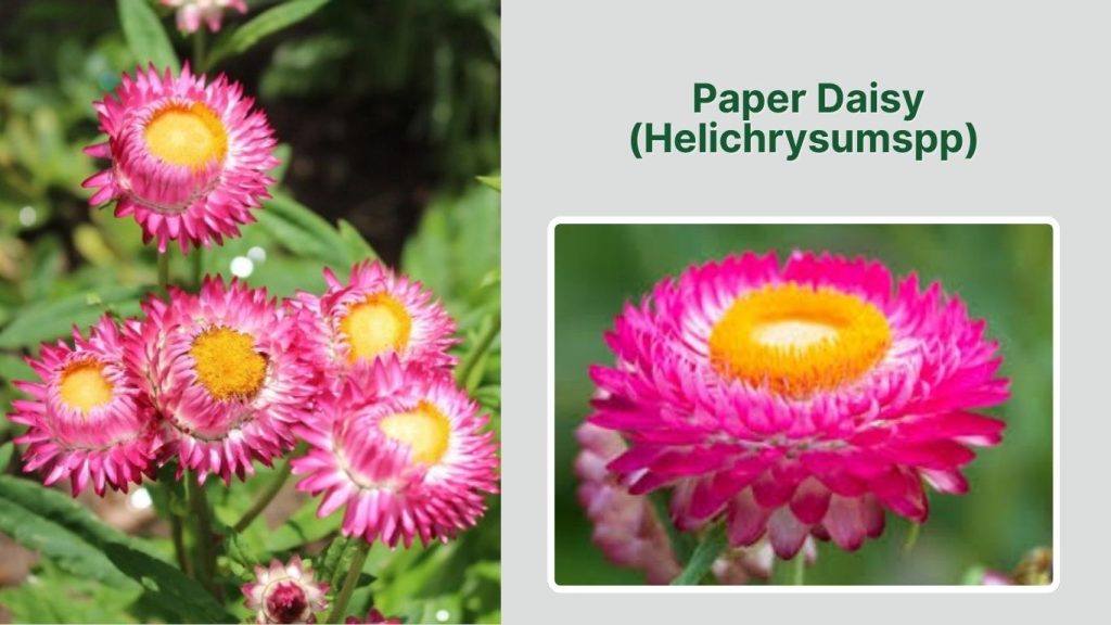 Paper Daisy (Helichrysumspp)