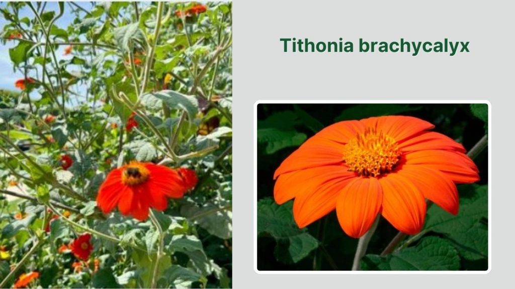Tithonia brachycalyx