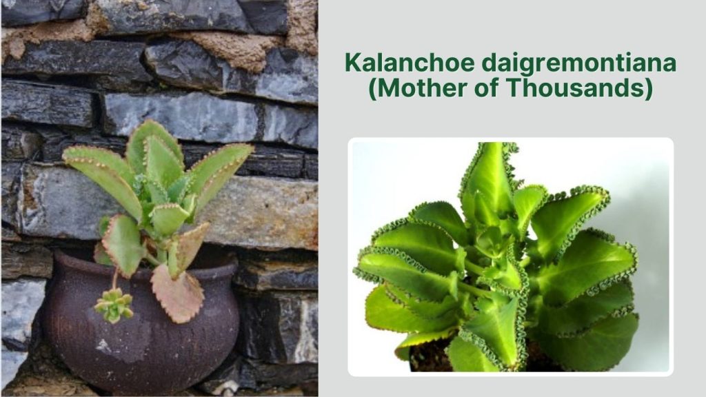Kalanchoe daigremontiana (Mother of Thousands)