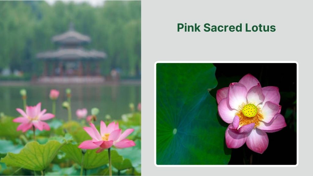  Pink Sacred Lotus