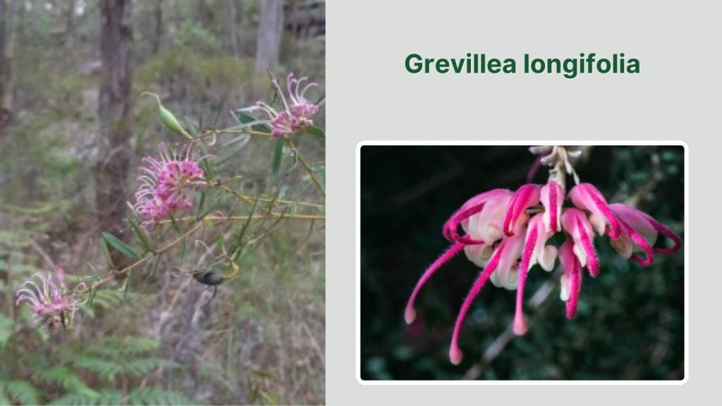 Grevillea longifolia