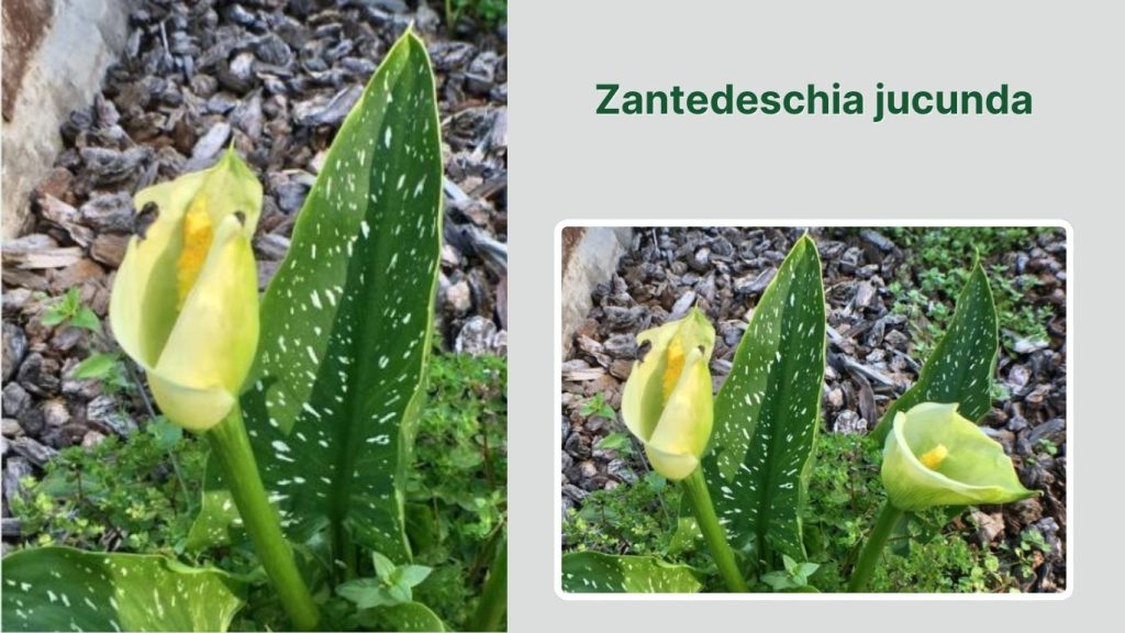 Zantedeschia jucunda