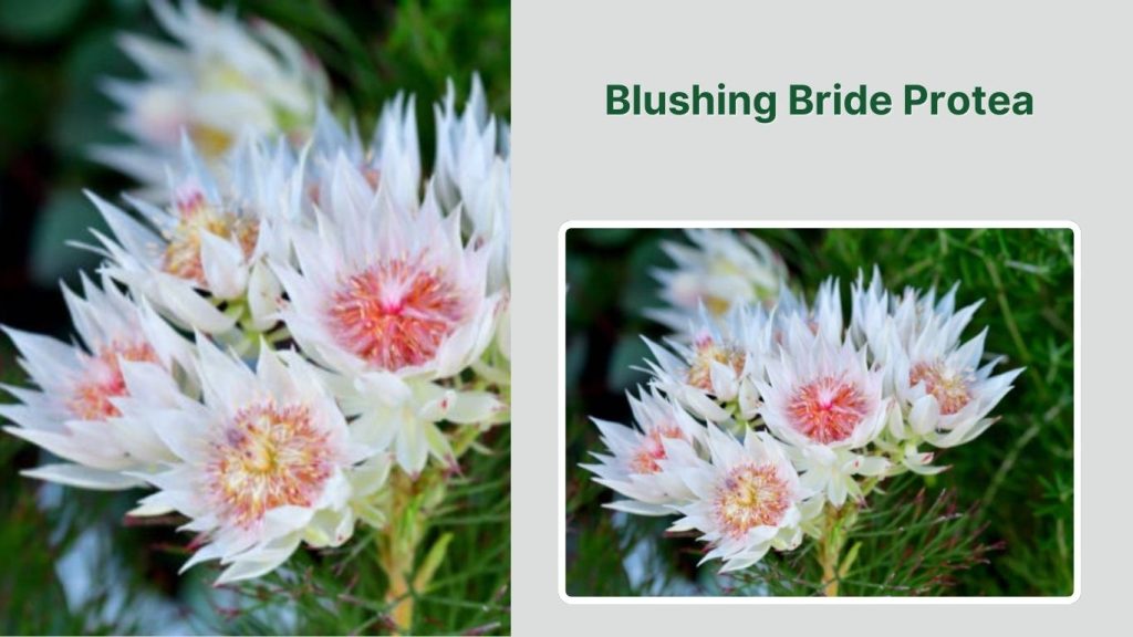 Blushing Bride Protea