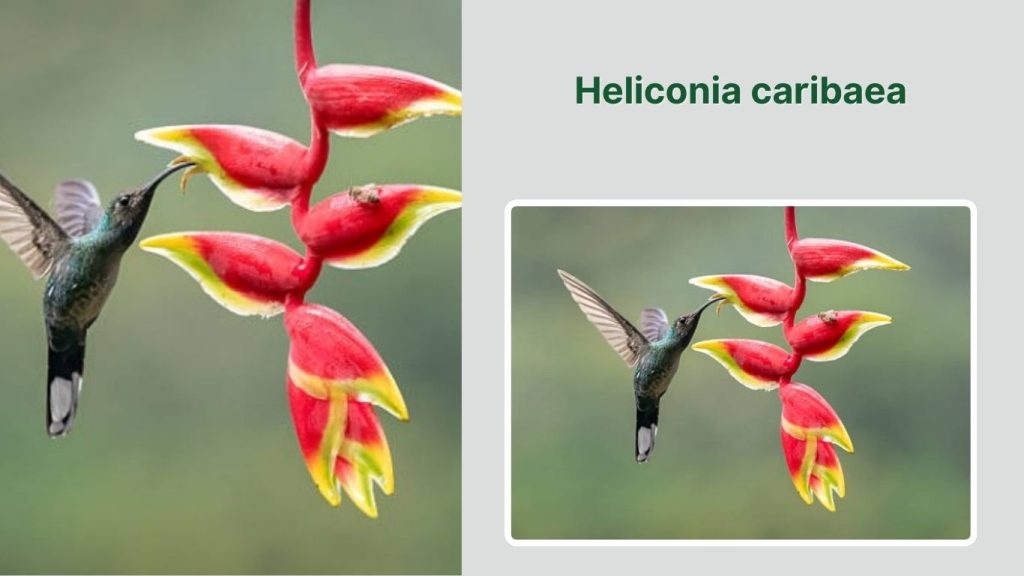 Heliconia caribaea 