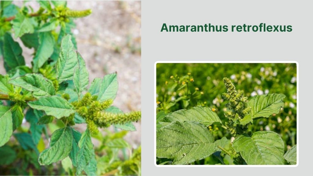 Amaranthus retroflexus