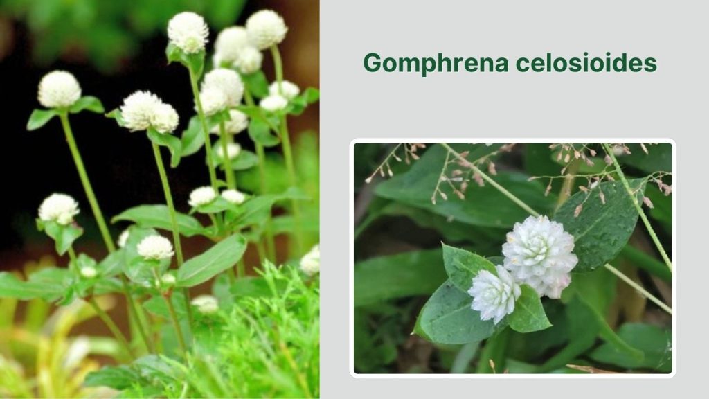 Gomphrena celosioides 