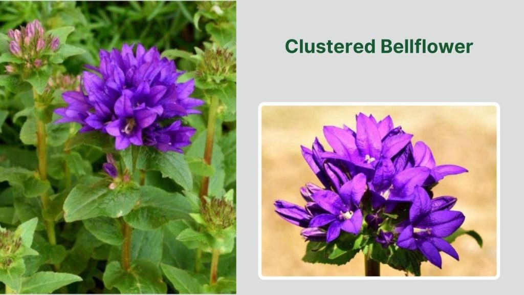 Clustered Bellflower
