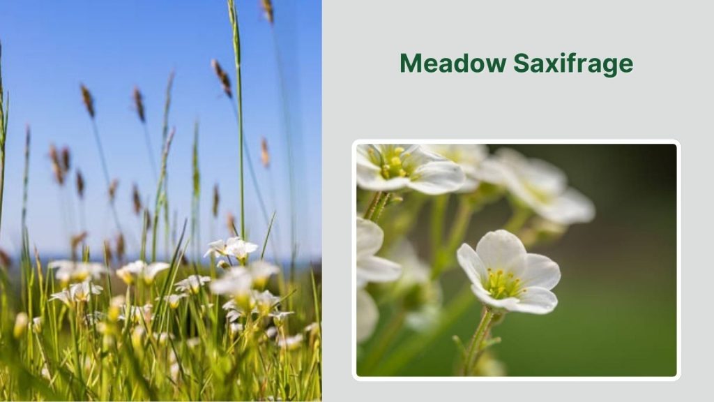 Meadow Saxifrage