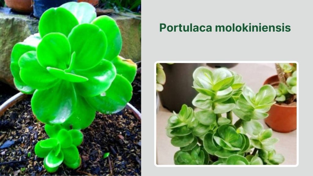  Portulaca molokiniensis