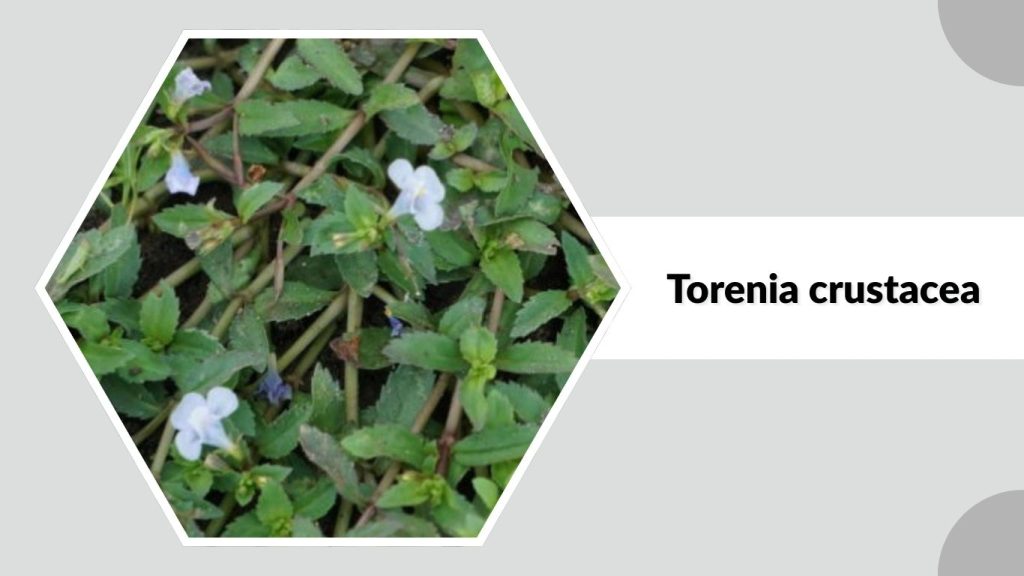 Torenia crustacea