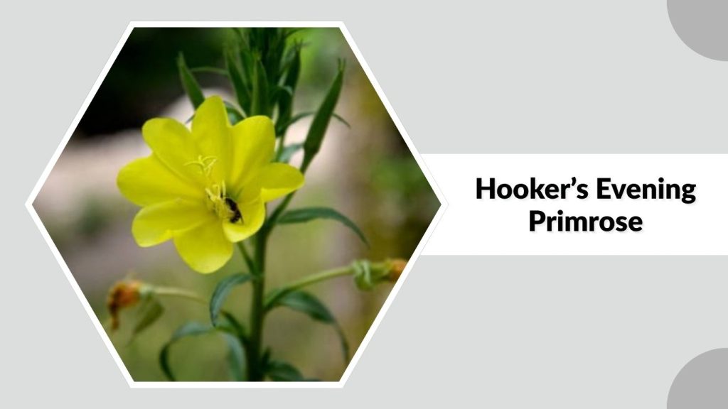 Hooker’s Evening Primrose 