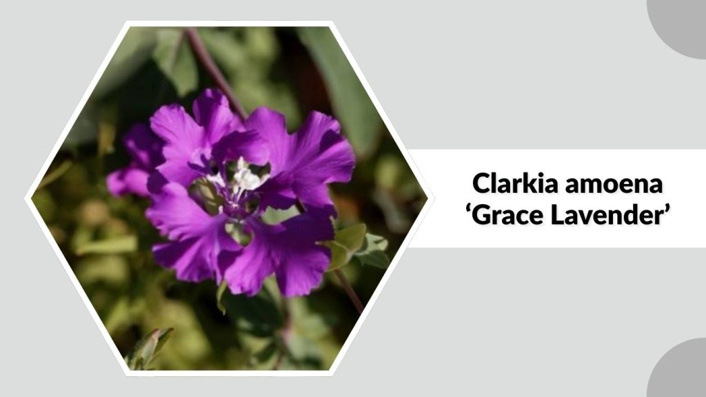 Clarkia amoena ‘Grace Lavender’