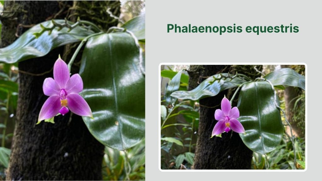 Phalaenopsis equestris