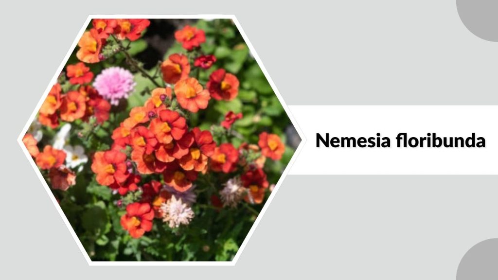 Nemesia floribunda
