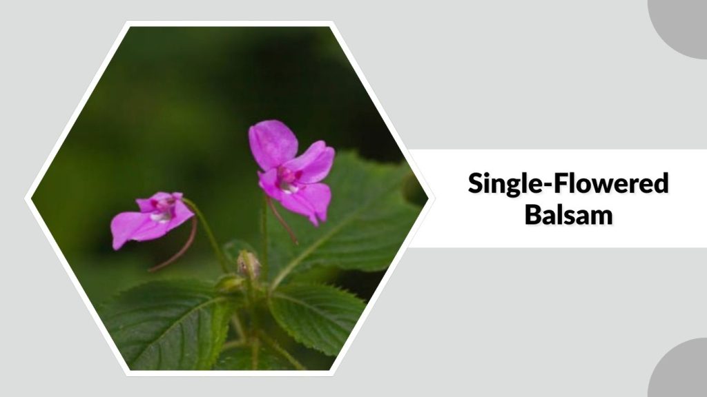 Single-Flowered Balsam