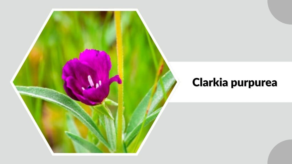  Clarkia purpurea