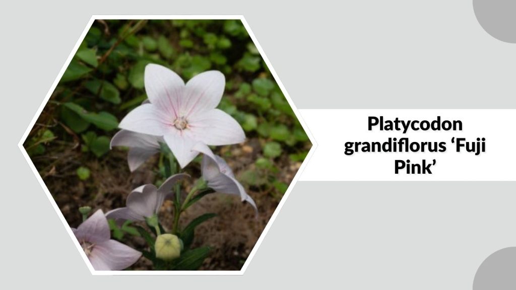 Platycodon grandiflorus ‘Fuji Pink’