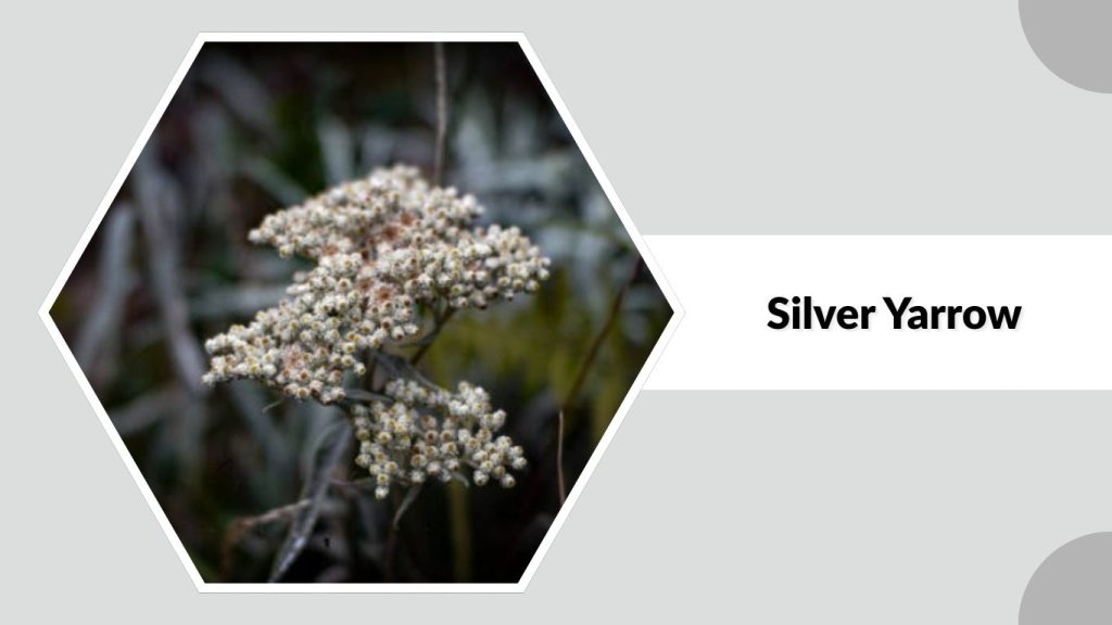 Silver Yarrow