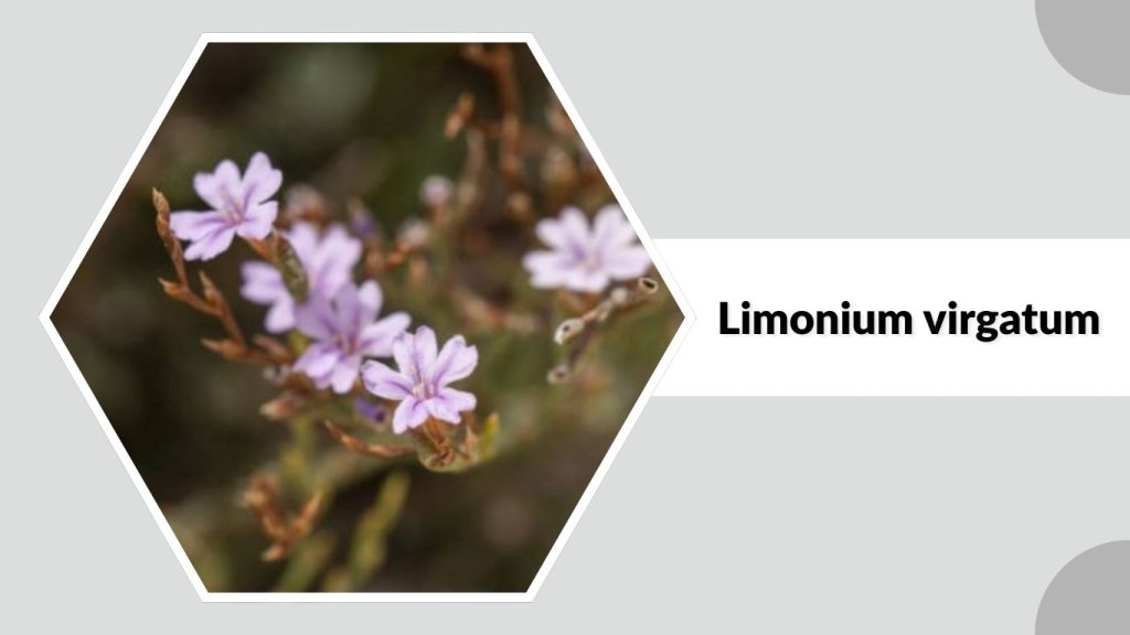 Limonium virgatum