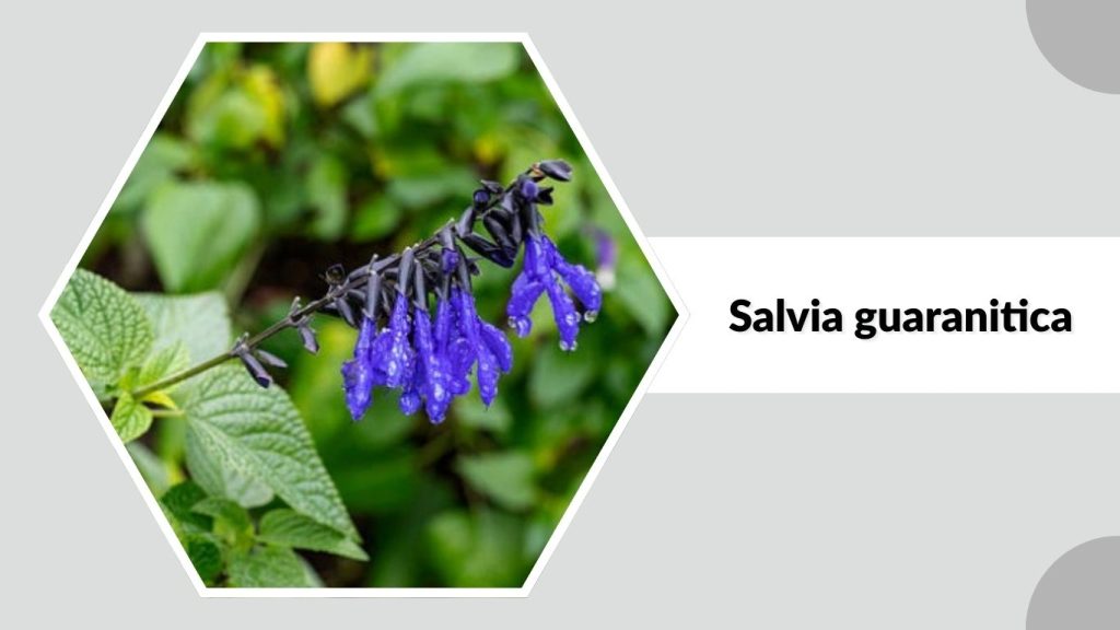 Salvia guaranitica 
