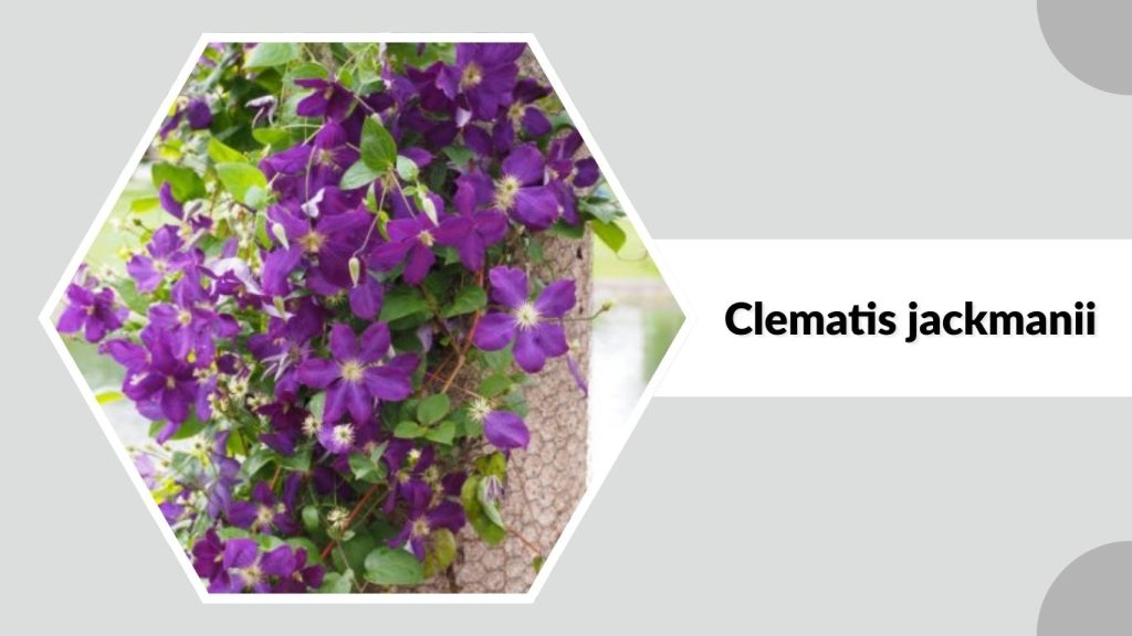 Clematis jackmanii