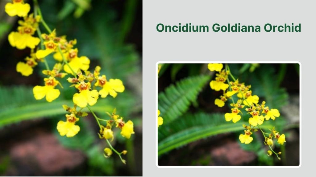  Oncidium Goldiana Orchid