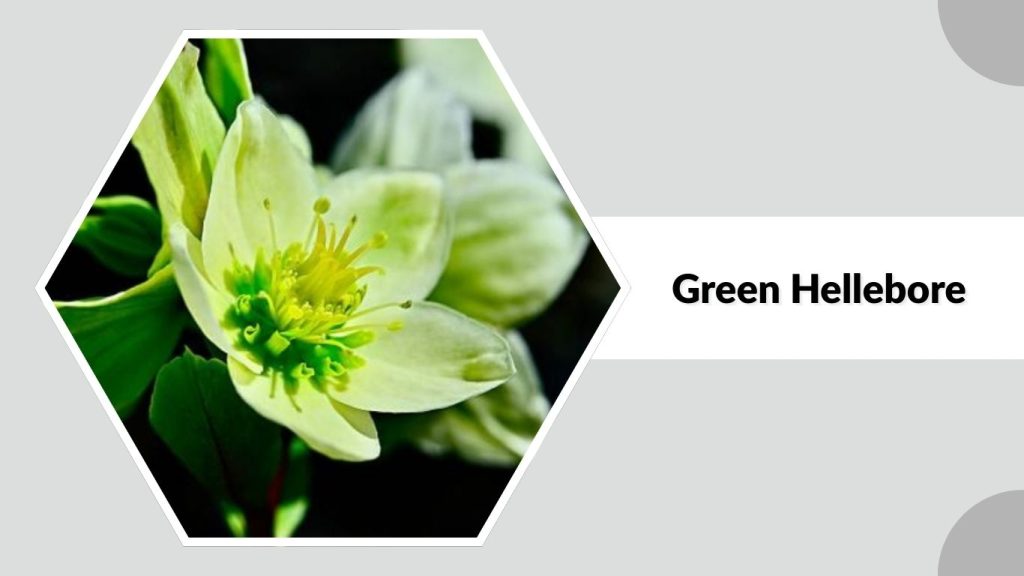 Green Hellebore