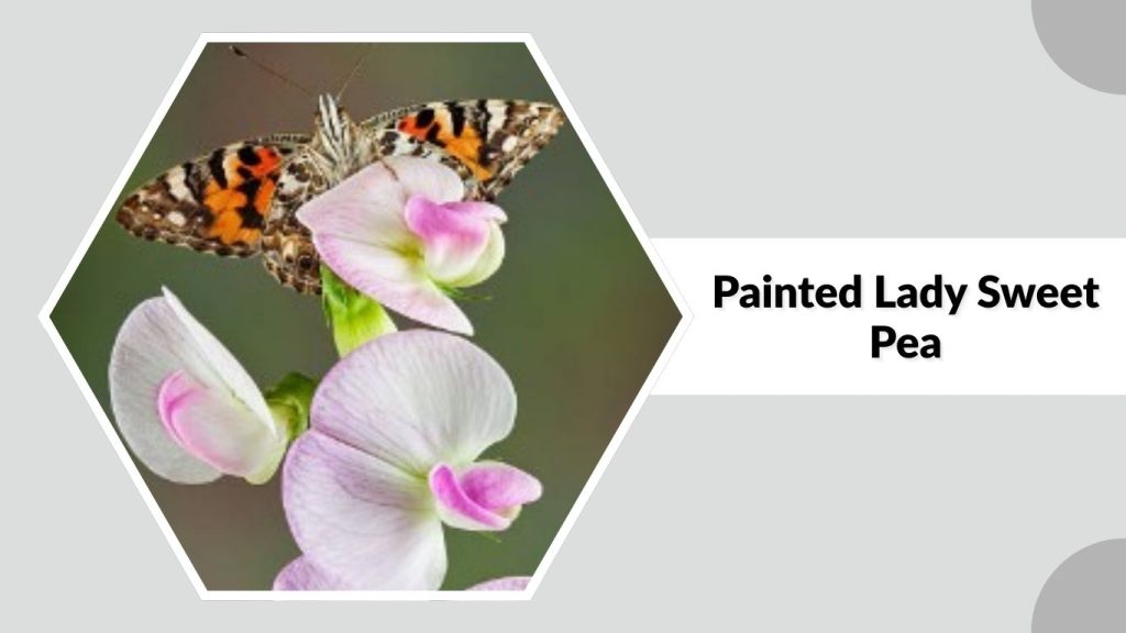 Painted Lady Sweet Pea